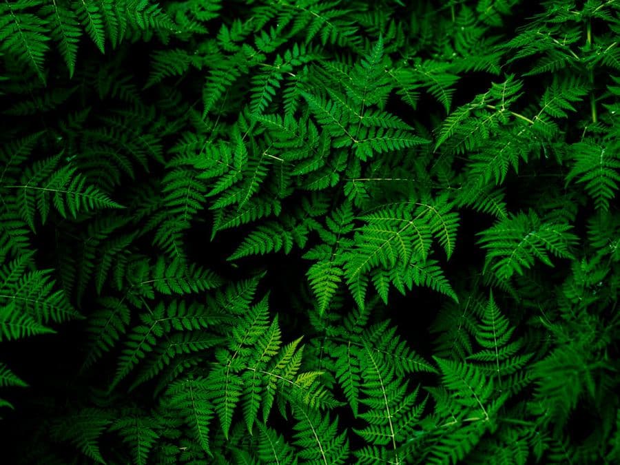 Dense green ferns filling a shaded planting bed