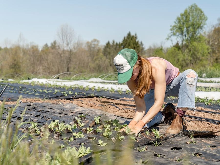 A gardener planting seedlings in a prepared bed